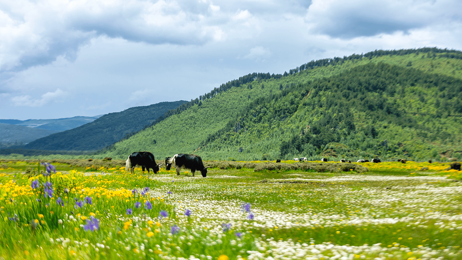 百夫長旅遊_亞洲_中國_茶馬道_犛牛草坪