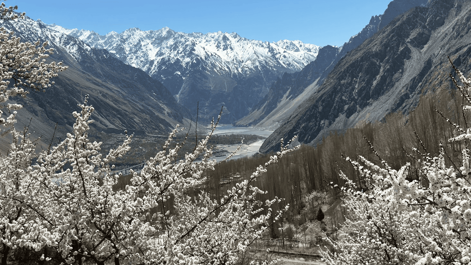 百夫長旅遊_亞洲_巴基斯坦_春季賞花1