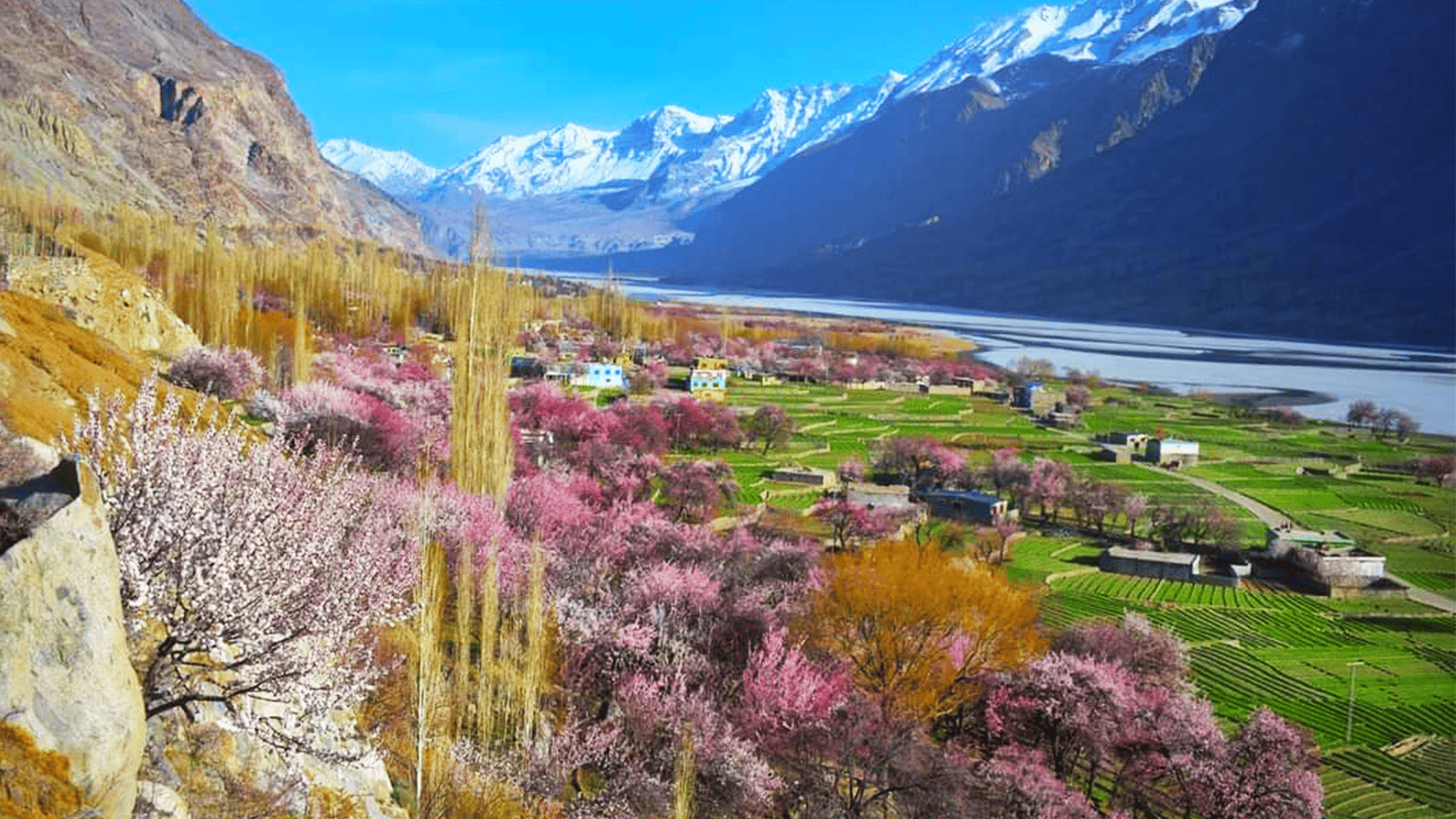 百夫長旅遊_亞洲_巴基斯坦_春季賞花10
