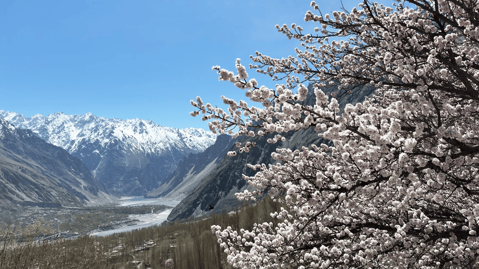 百夫長旅遊_亞洲_巴基斯坦_春季賞花2