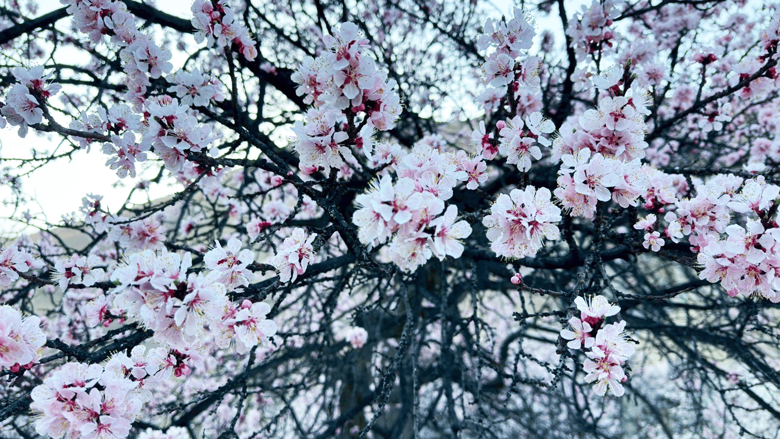 百夫長旅遊_亞洲_巴基斯坦_春季賞花7