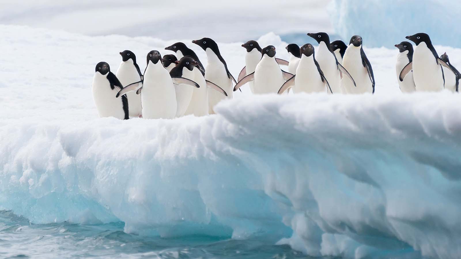 百夫長旅遊_極地_阿德利企鵝-Adelie-Penguin-shutterstock_114546547-M