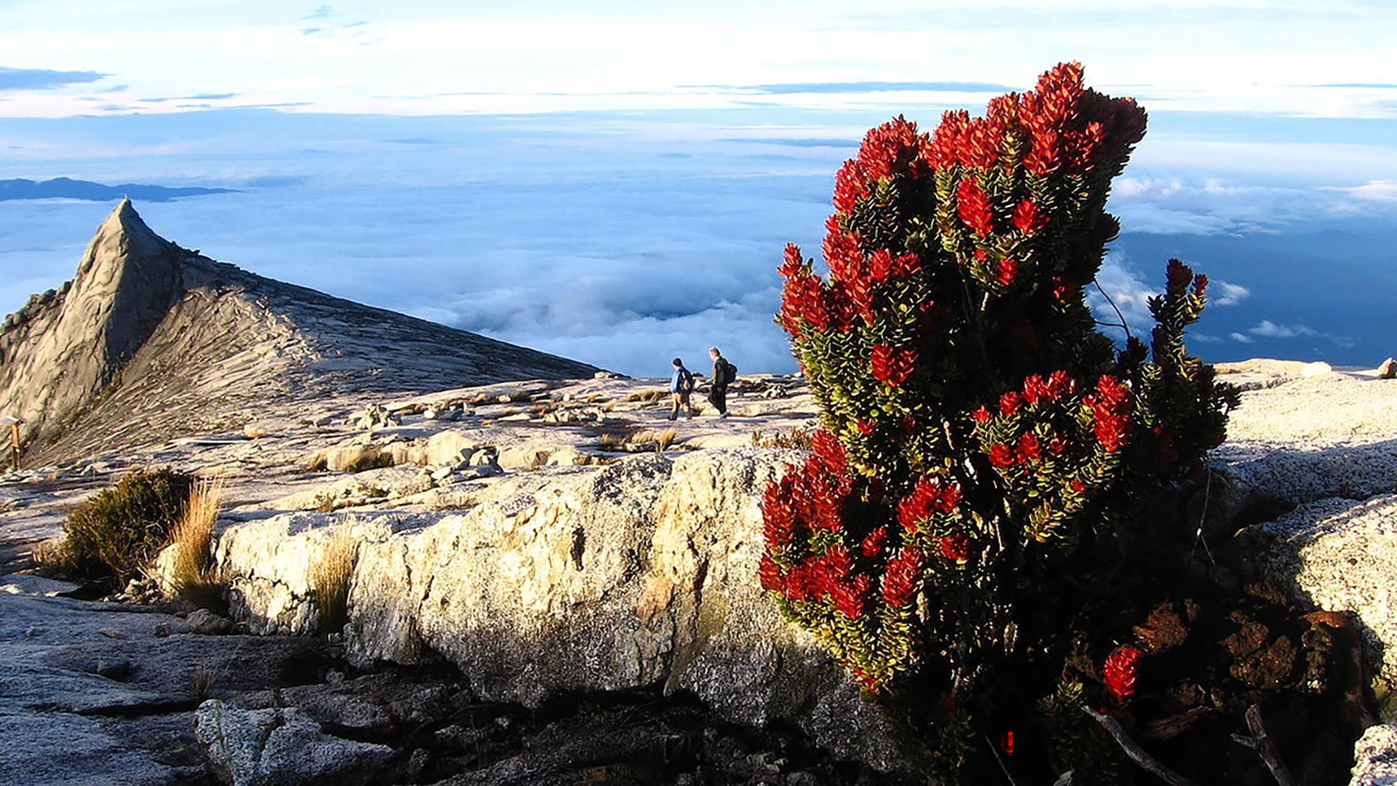 百夫長旅遊-馬來西亞沙巴-京那峇魯公園-Gunung_Kinabalu-Xl