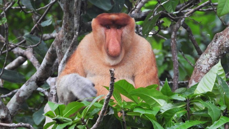 百夫長旅遊-馬來西亞沙巴-大鼻子情聖長鼻猴
