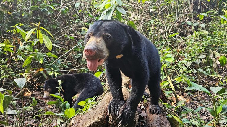 百夫長旅遊-馬來西亞沙巴-婆羅洲馬來熊保育中心kipaku-XL