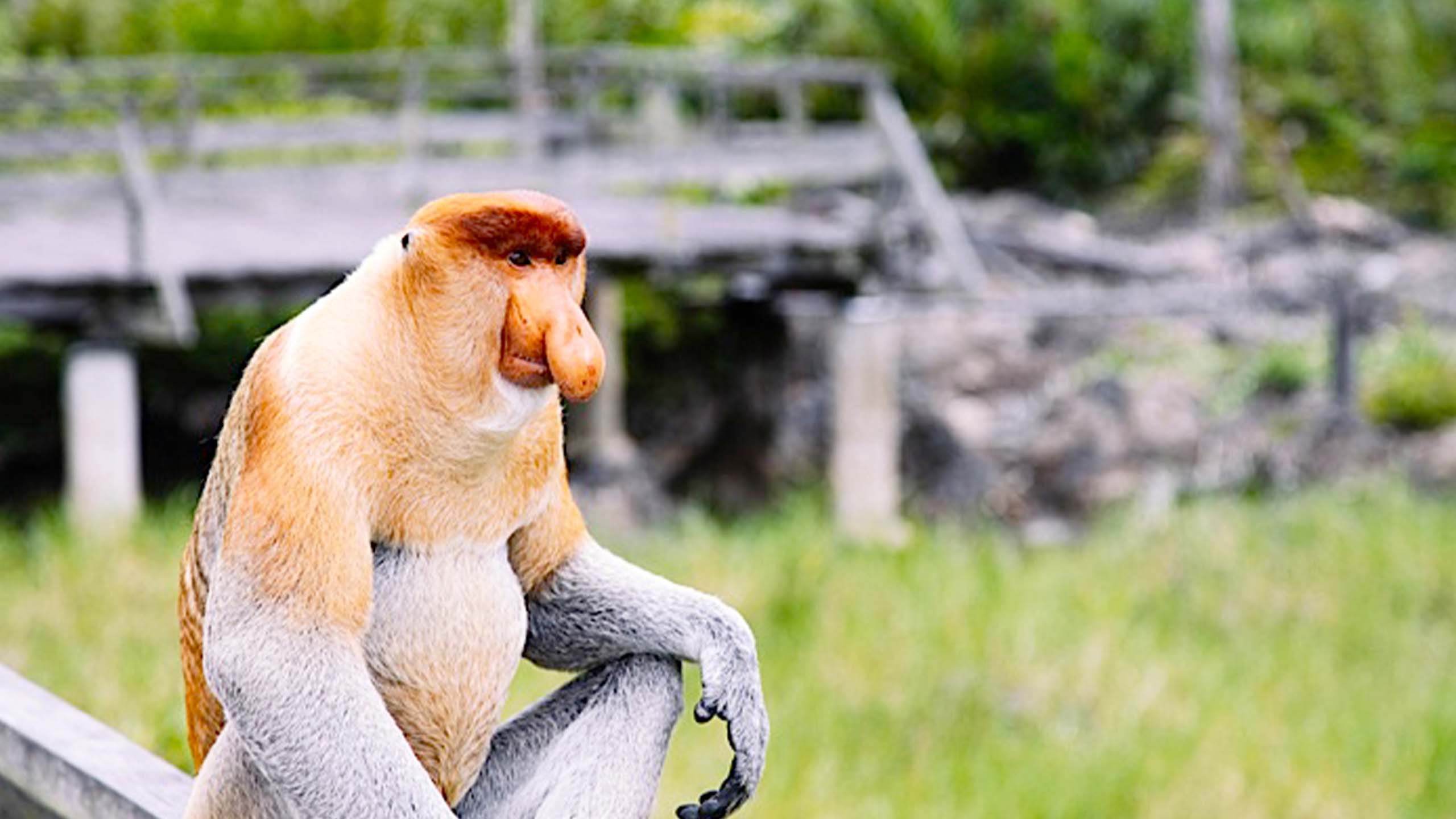百夫長旅遊_亞洲_馬來西亞_沙巴_拉卜灣長鼻猴保護中心Labuk Bay Proboscis Monkey Sanctuary