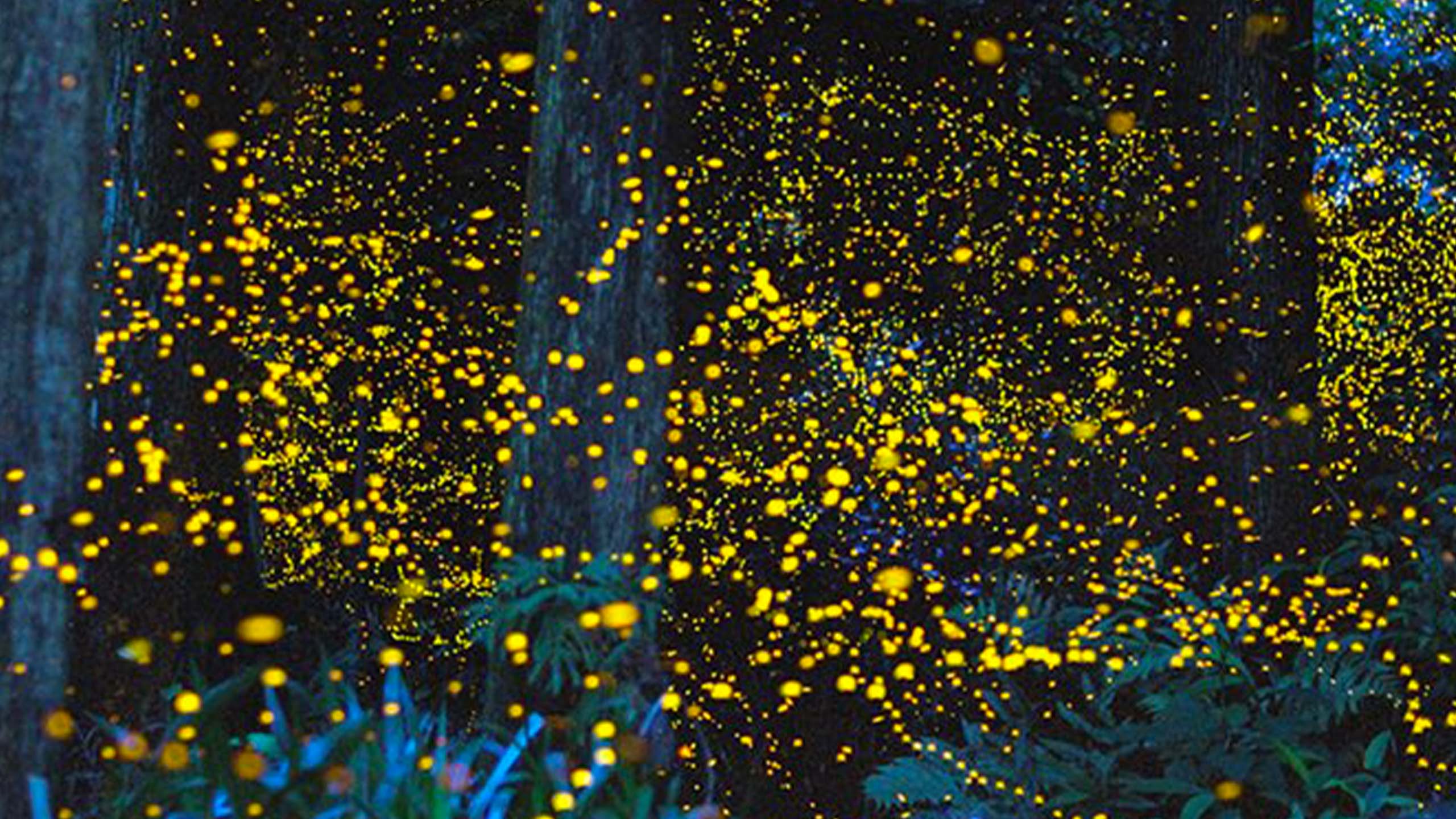 百夫長旅遊_亞洲_馬來西亞_沙巴_螢火蟲