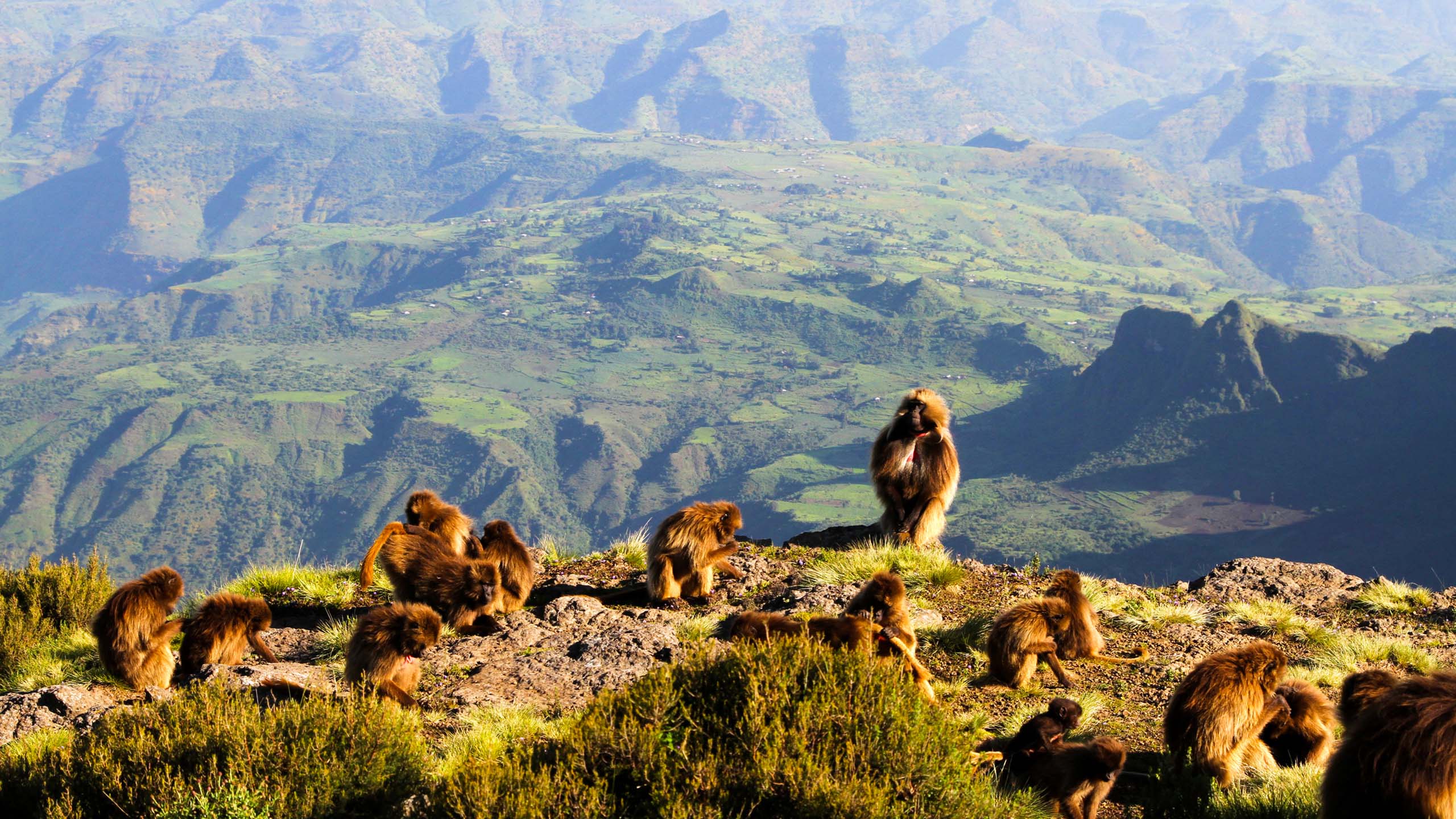 百夫長旅遊_非洲_伊索比亞_塞米恩山國家公園 Simien Mountains