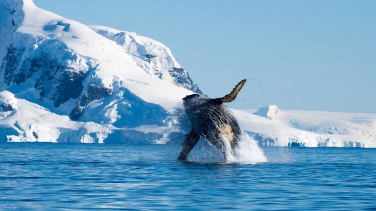 百夫長旅遊_極地_北極大環線_humpback-whale
