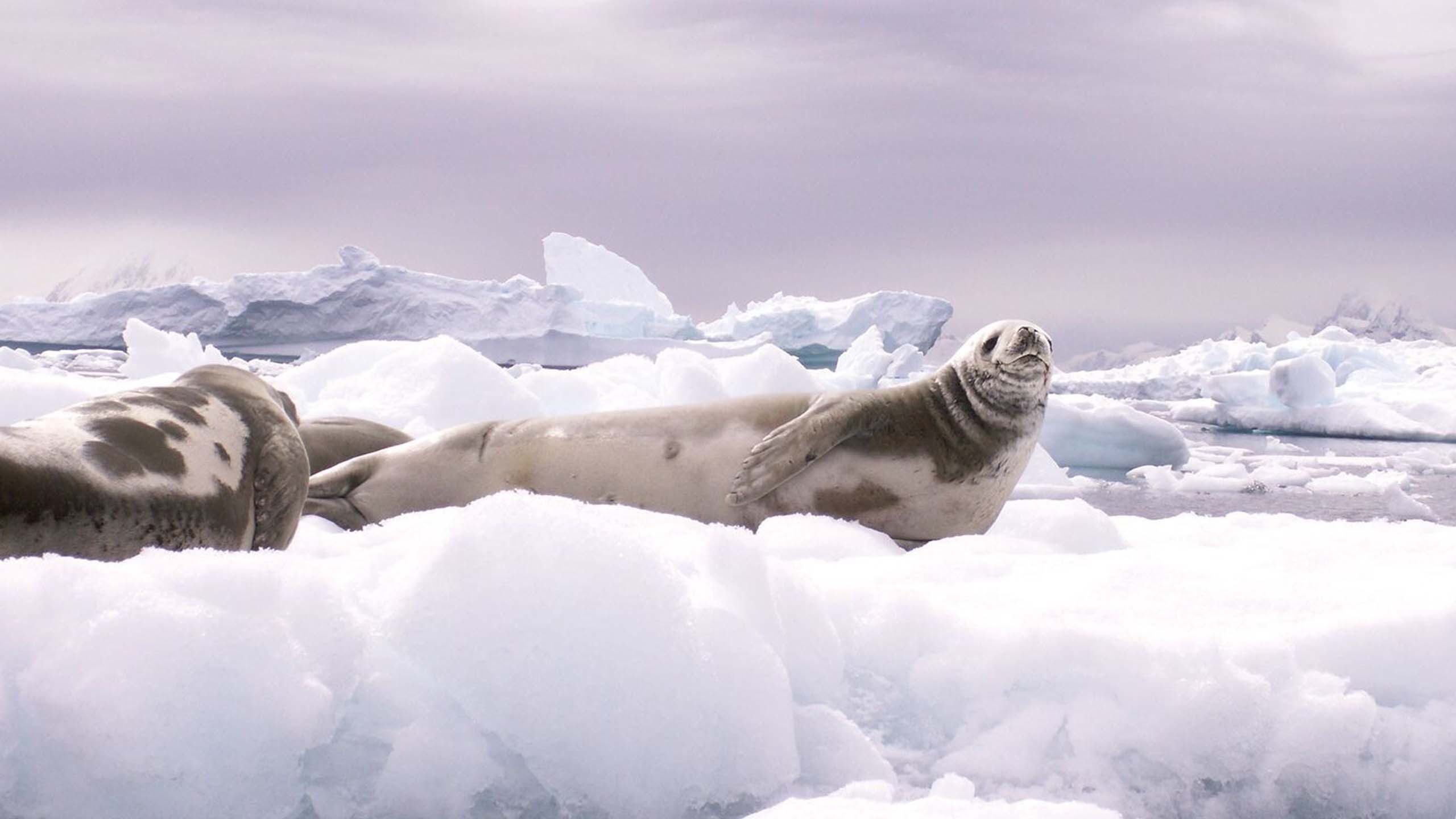 百夫長旅遊_極地_南極_威德爾海 Weddell Sea1