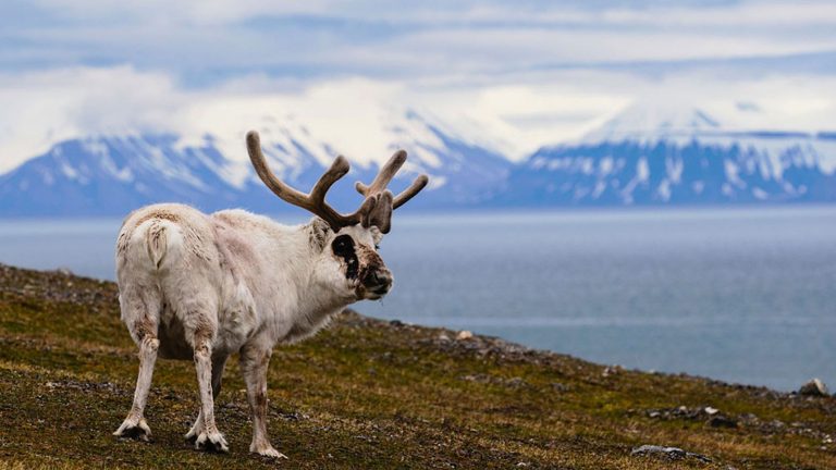 百夫長旅遊_極地_北極大環線_貝爾松德-Bell-Sund