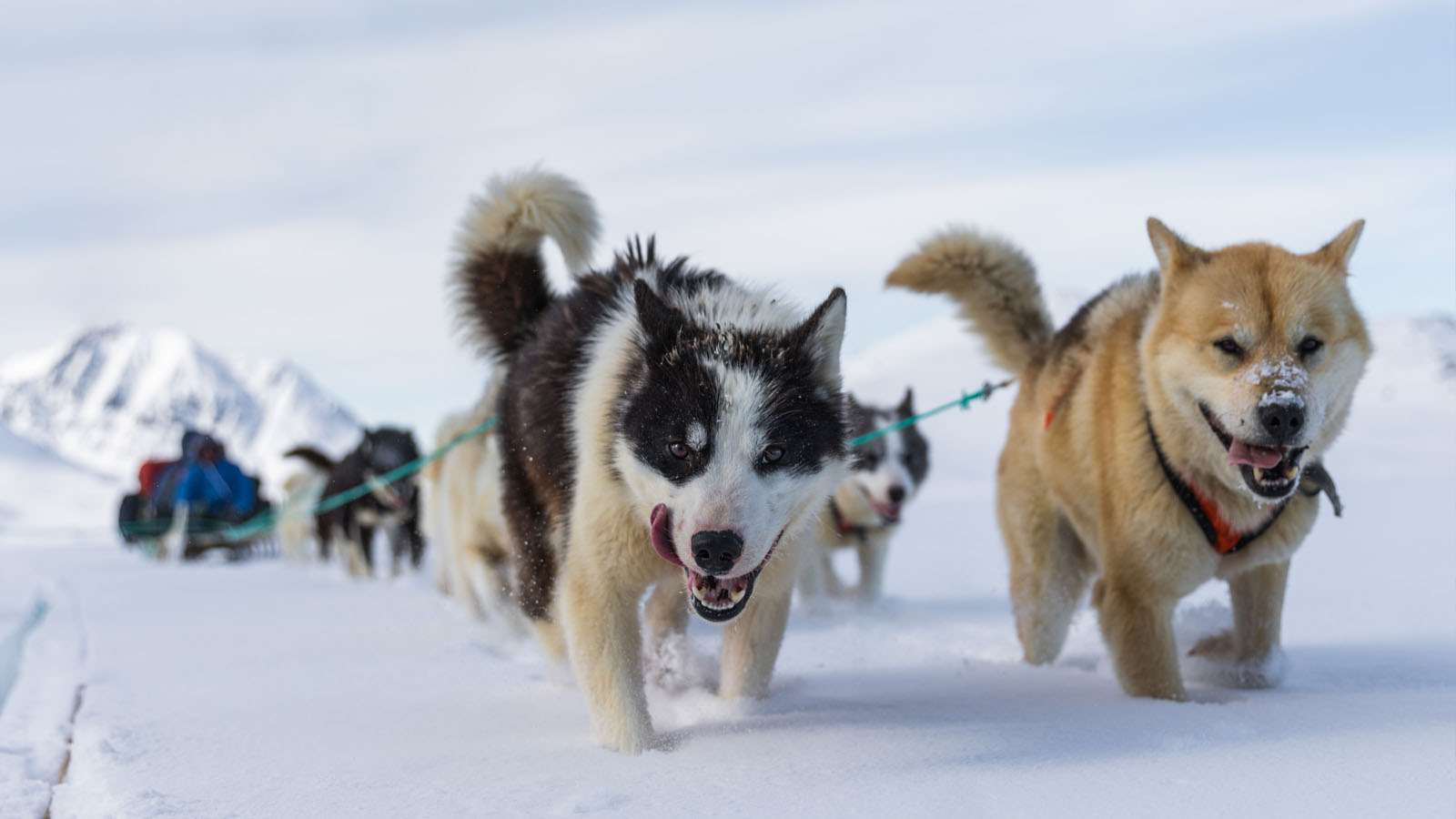 百夫長旅遊_貝加爾湖_狗拉雪橇3