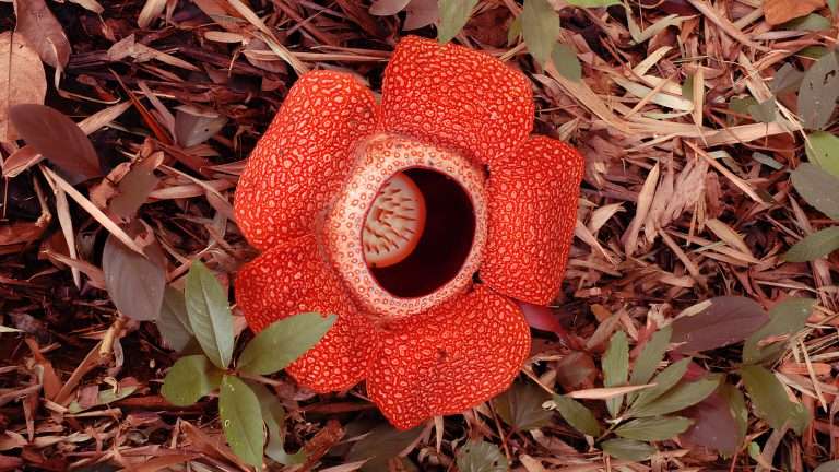 百夫長旅遊_亞洲_沙巴_大王花_Rafflesia00