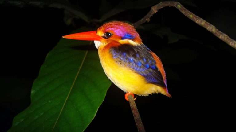 百夫長旅遊_亞洲_沙巴_東方侏儒翠鳥_Ceyx_erithaca00