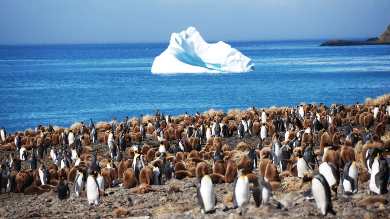 百夫長旅遊_極地_南極_南喬治亞島South Georgia Island