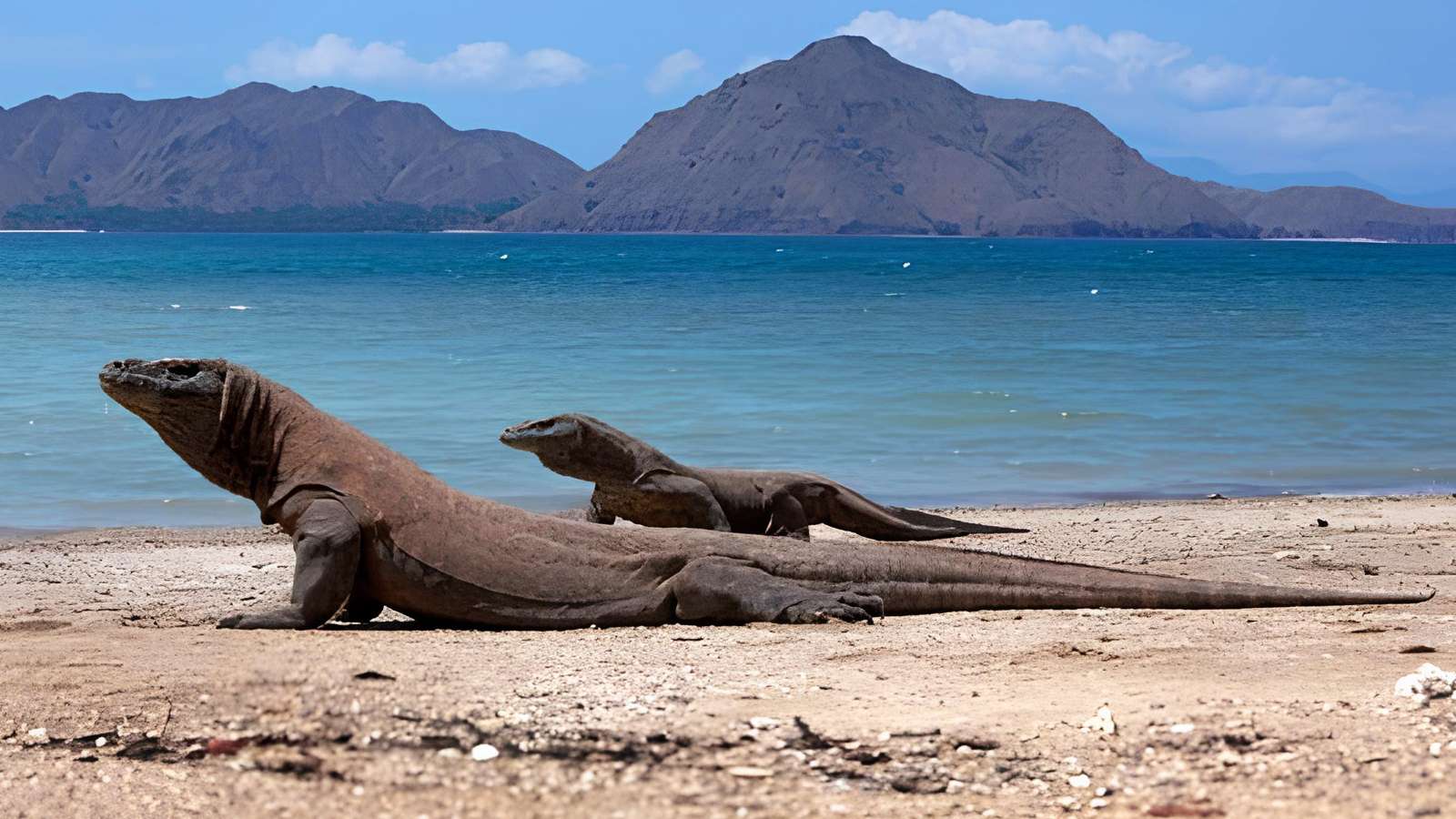 百夫長旅遊_東南亞_印尼_科摩多諸群島_科摩多龍01