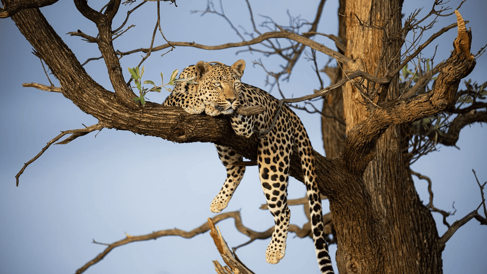奧孔吉瑪旅館_獵豹