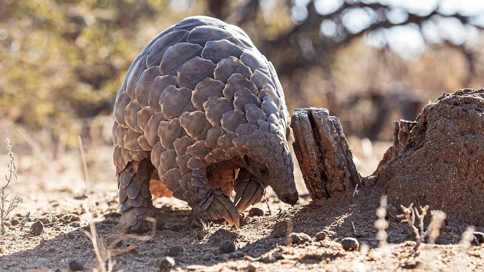 奧孔吉瑪旅館_穿山甲