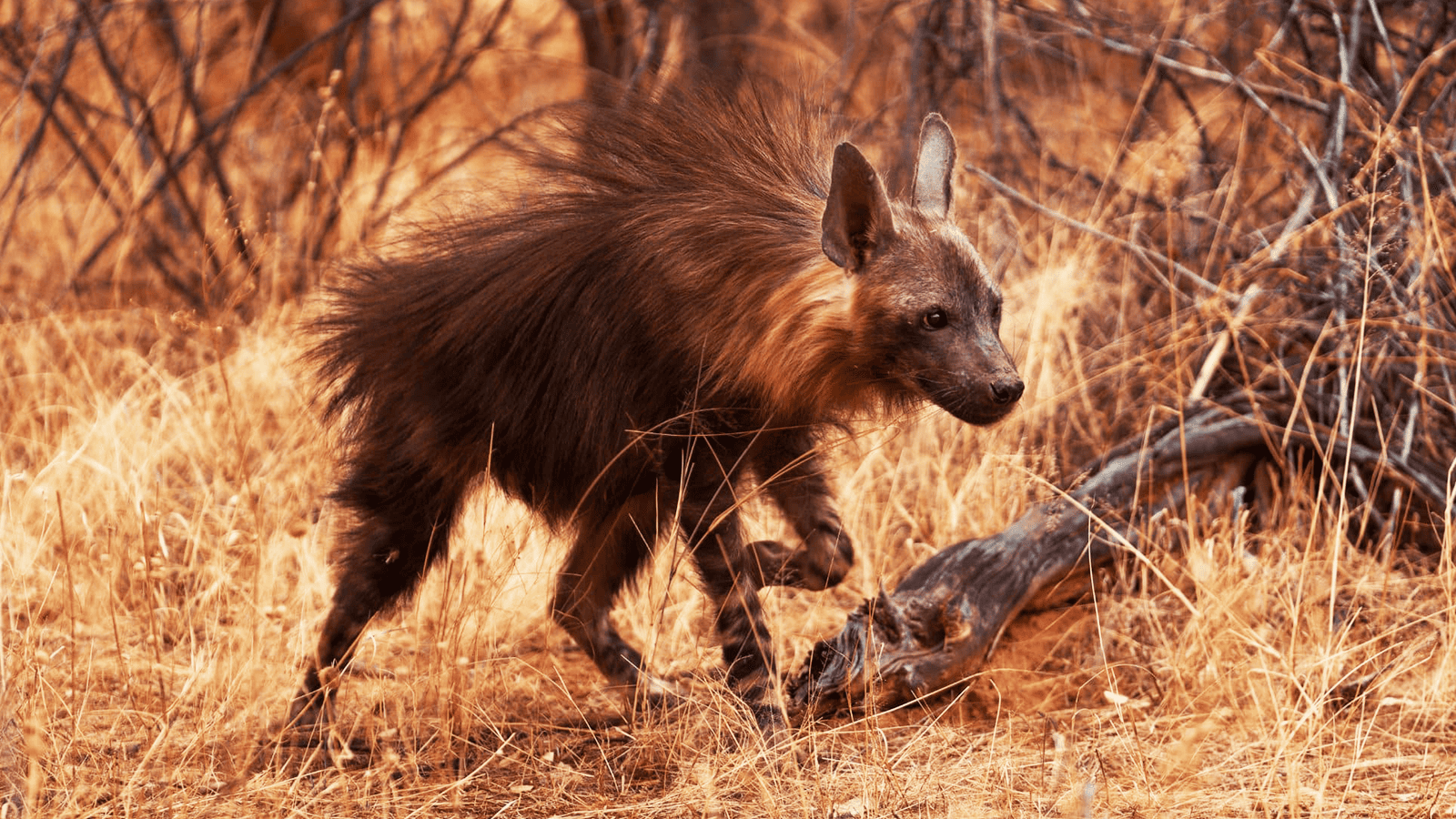 奧孔吉瑪旅館_鬣狗