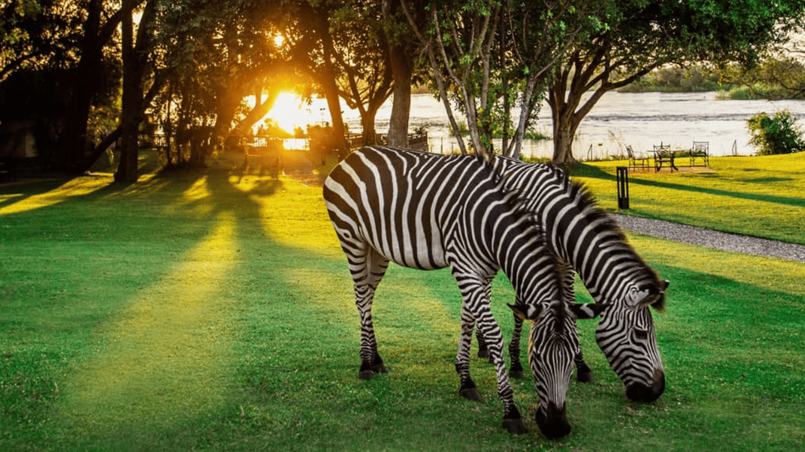 李文斯頓瀑布飯店_斑馬