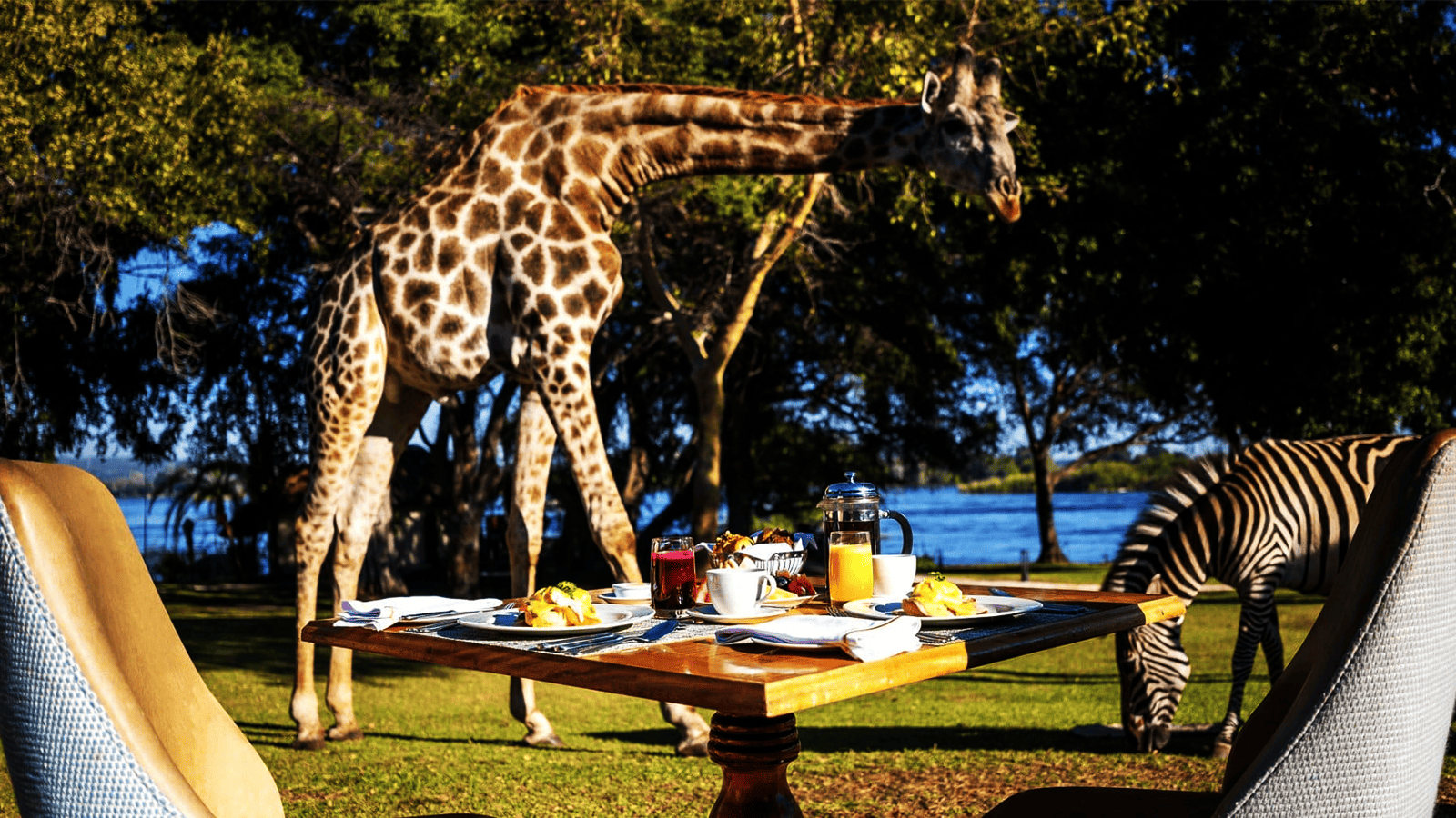 李文斯頓瀑布飯店_長頸鹿
