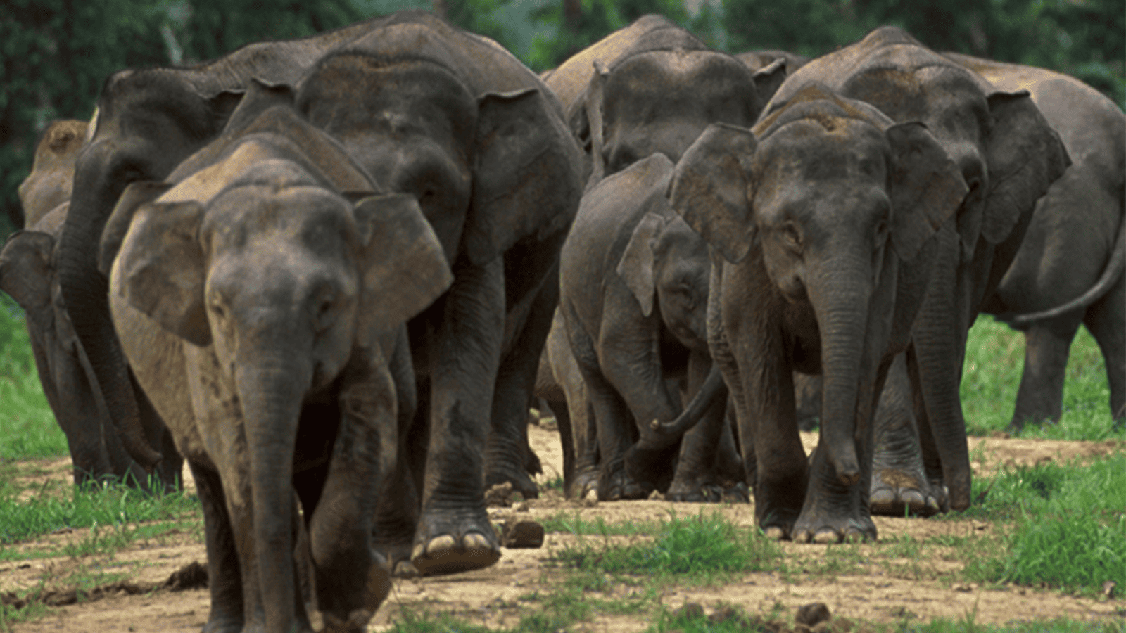 百夫長旅行社_馬來西亞_侏儒象