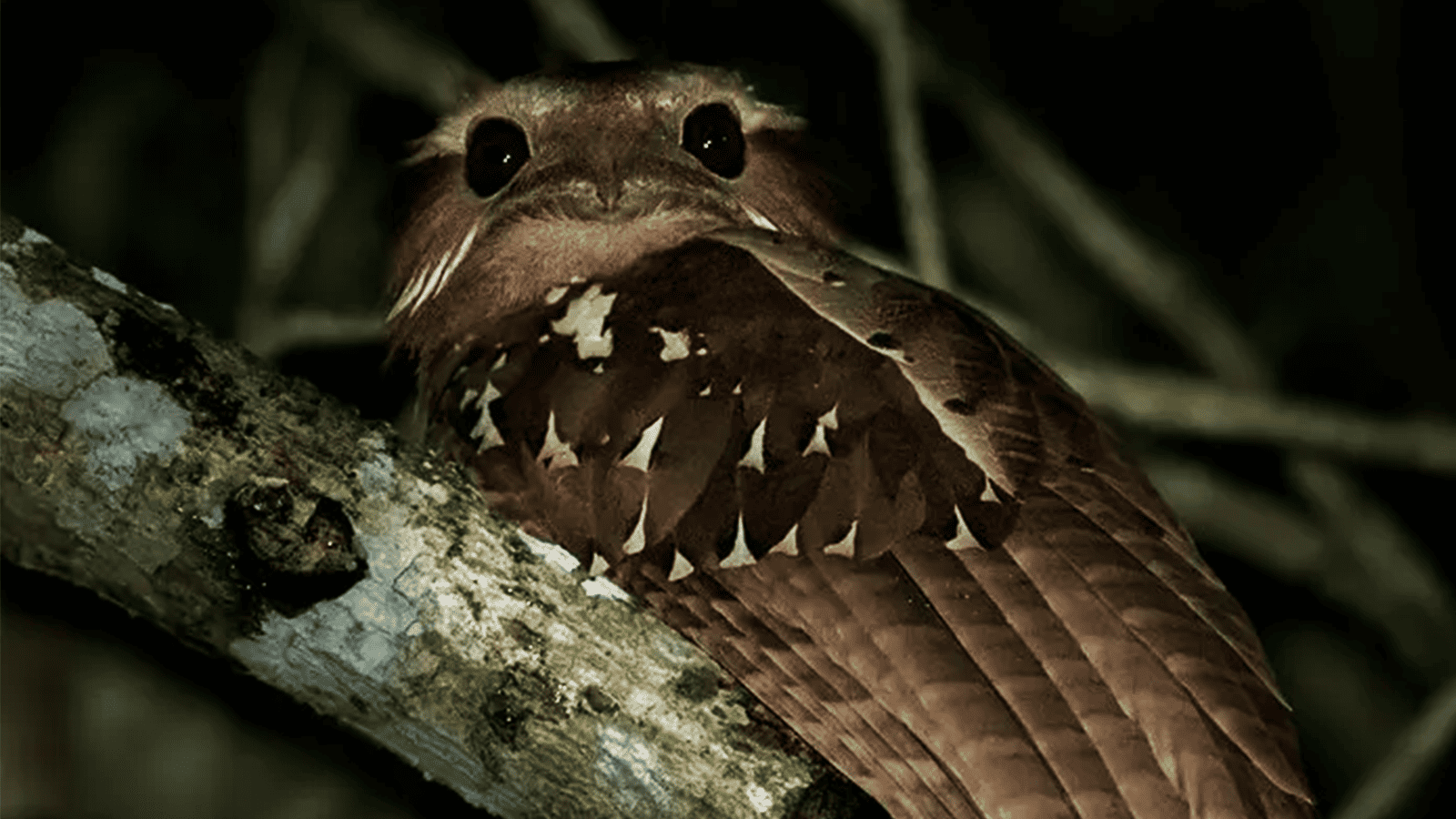 百夫長旅行社_馬來西亞_大蛙嘴夜鷹