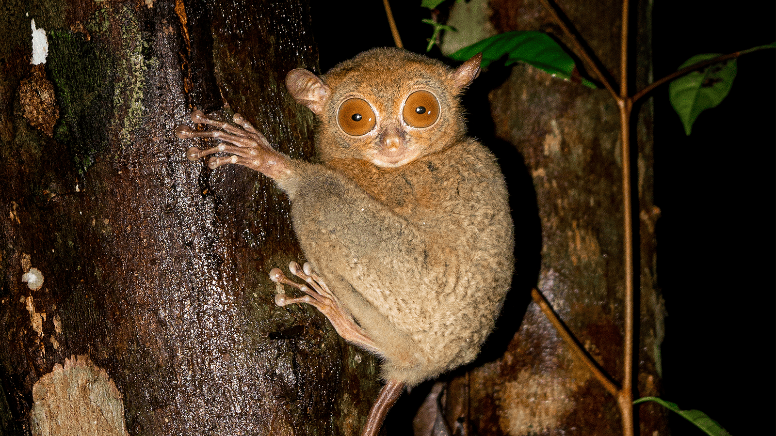 百夫長旅行社_馬來西亞_眼鏡猴