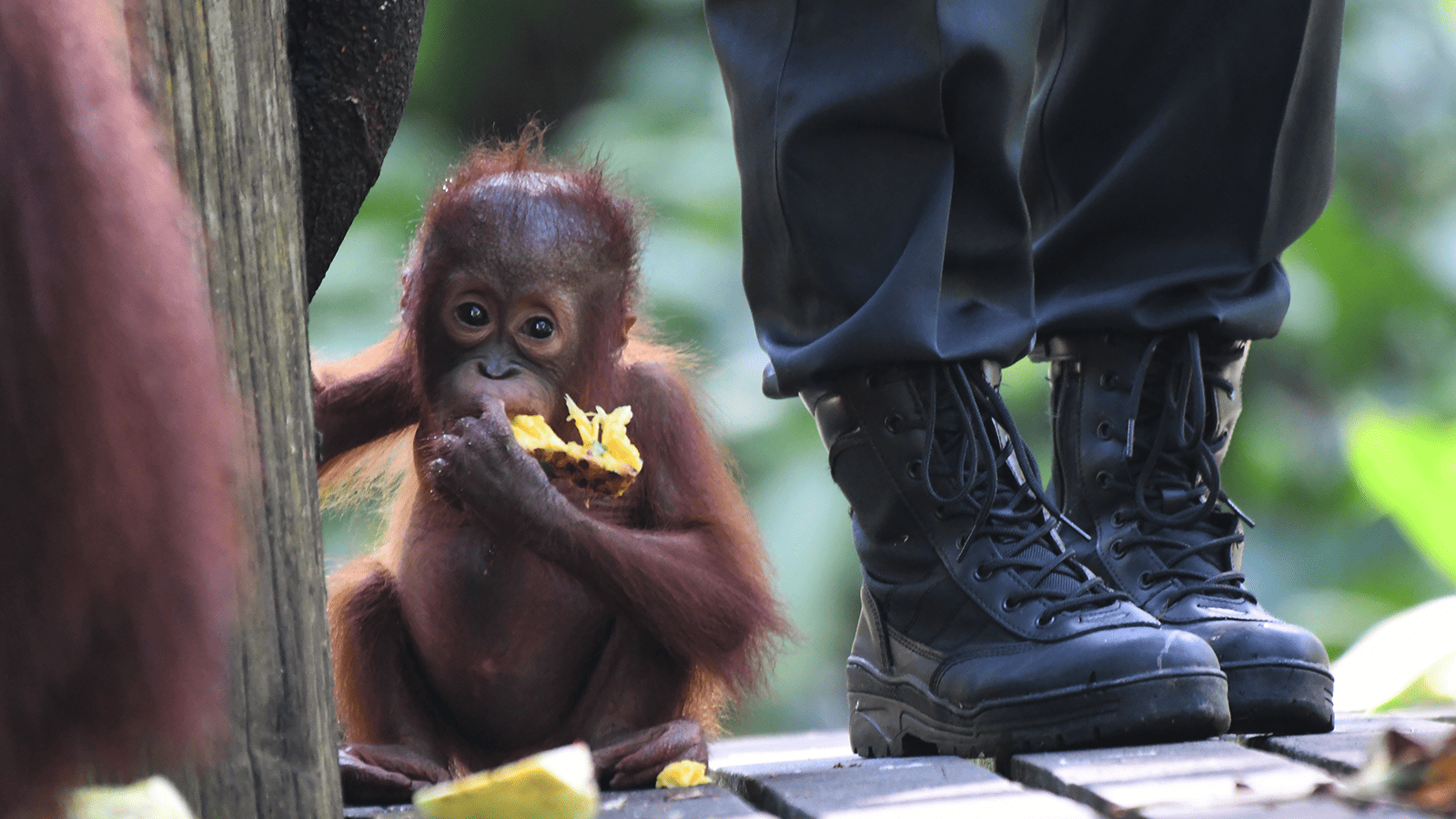 百夫長旅行社_馬來西亞_紅毛猩猩1