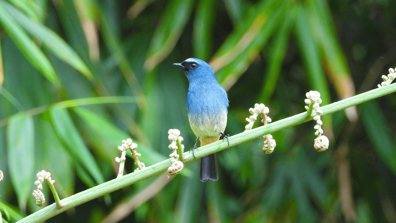 百夫長旅行社_馬來西亞_觀鳥1