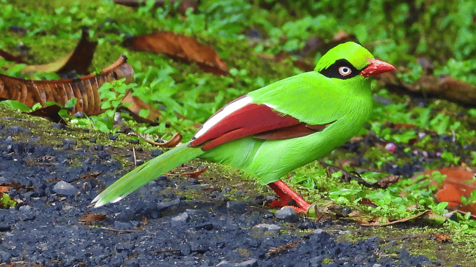 百夫長旅行社_馬來西亞_觀鳥3