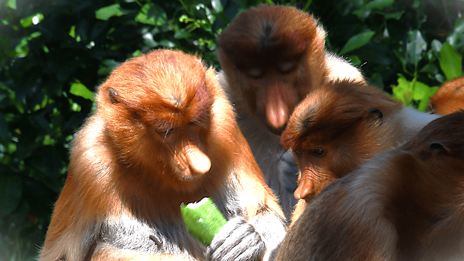 百夫長旅行社_馬來西亞_長鼻猴1