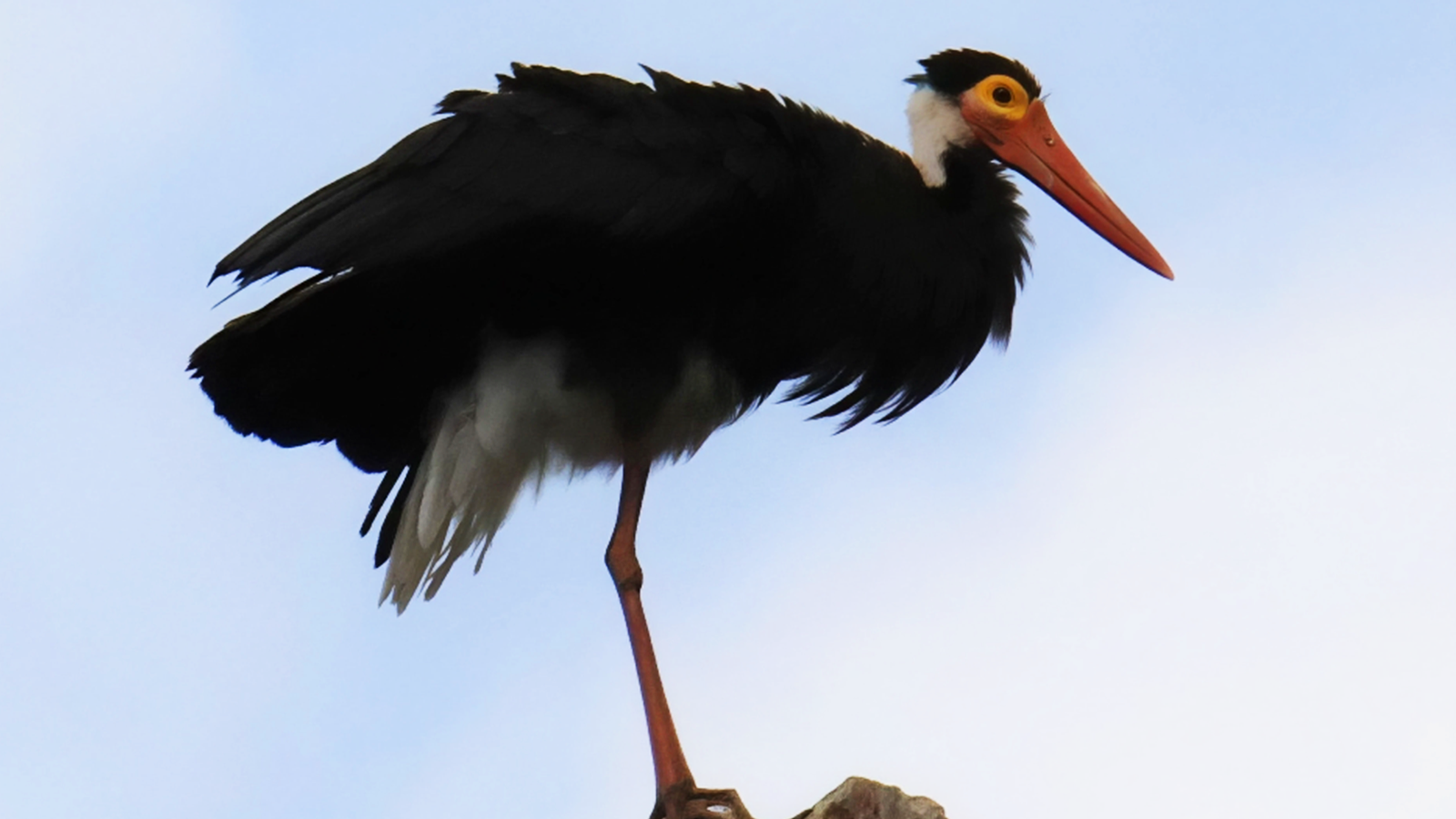 百夫長旅行社_馬來西亞_黃臉鸛