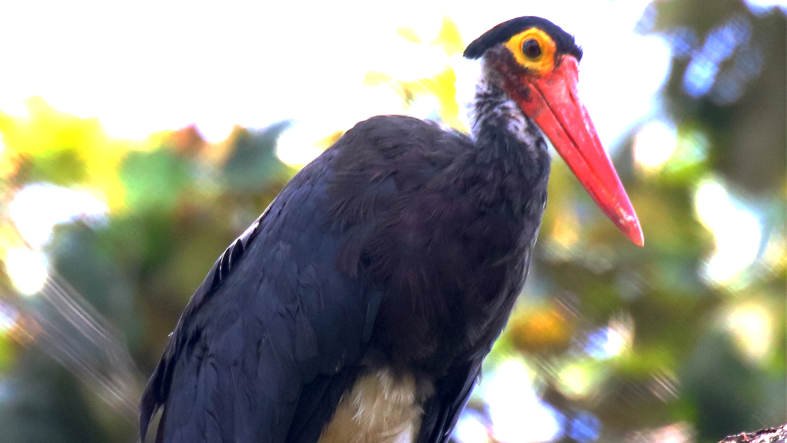 百夫長旅行社_馬來西亞_黃臉鸛1
