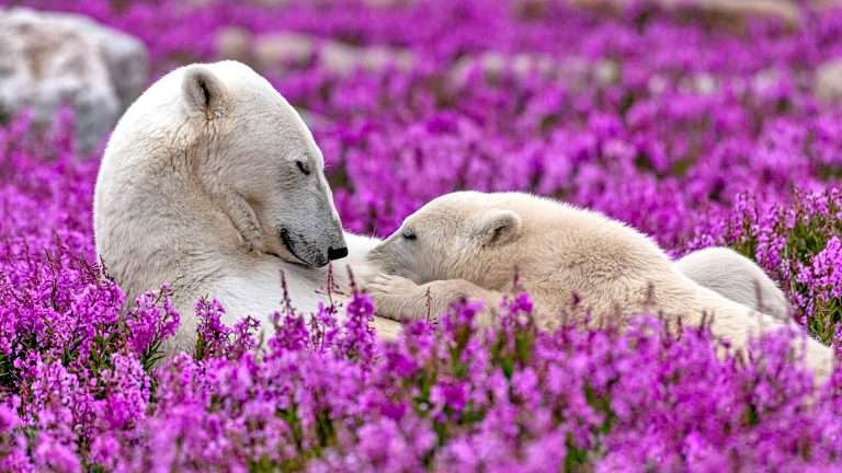 百夫長旅遊_北美_邱吉爾_北極熊04