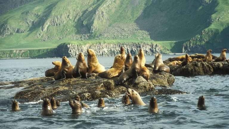 百夫長旅遊_北美_阿拉斯加_棕熊_斯特勒海獅_StellerSeaLion00