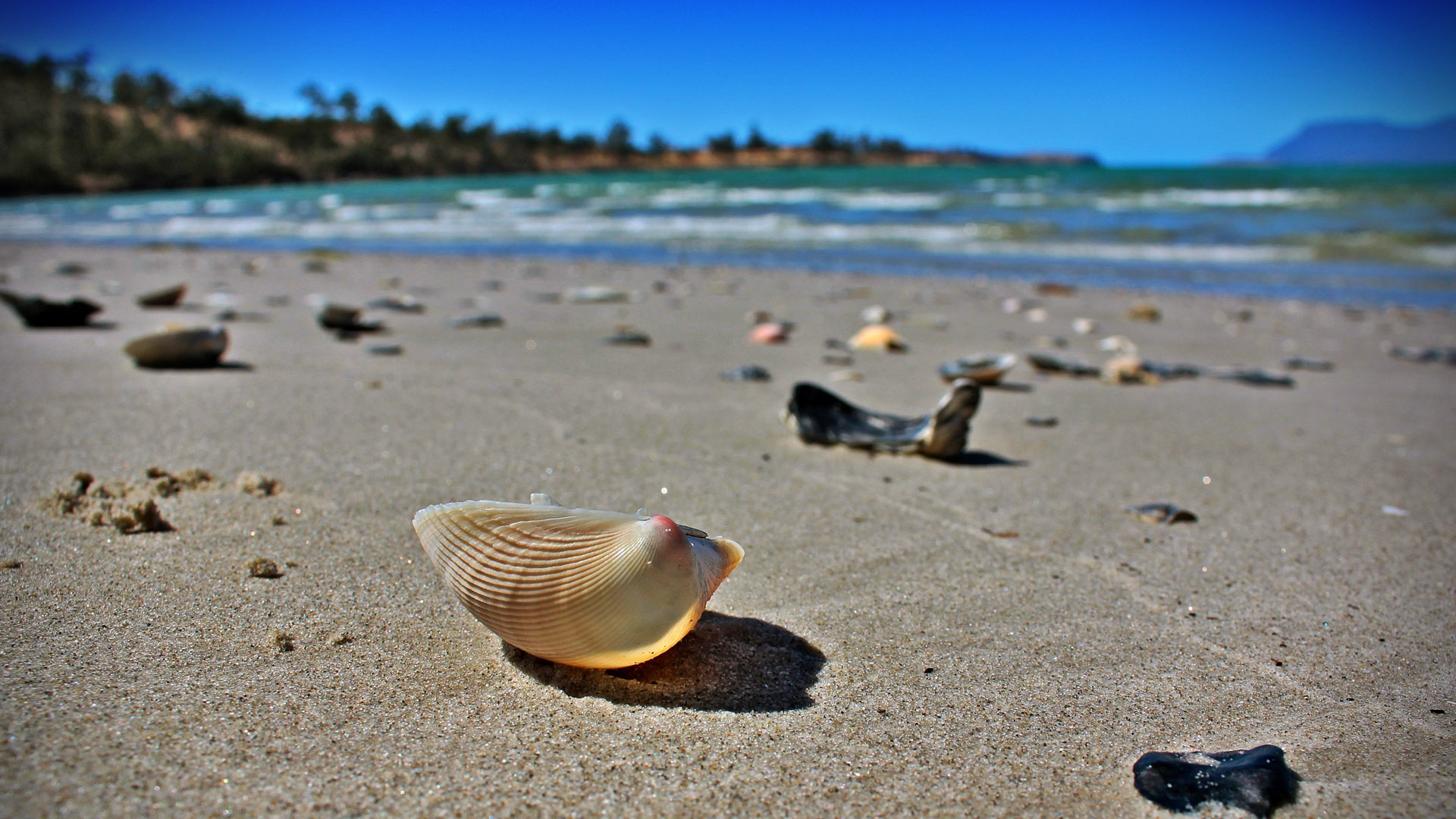 百夫長旅遊_澳洲_塔斯馬尼亞_白沙灘01