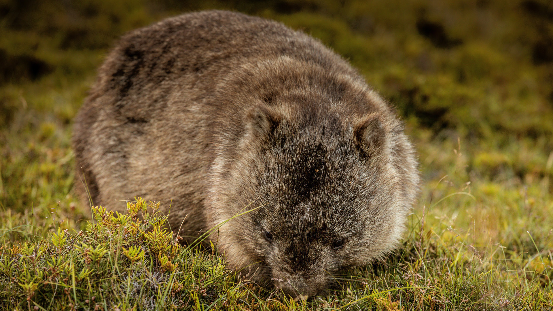 百夫長旅遊_澳洲_塔斯馬尼亞_袋熊Ｗombat01