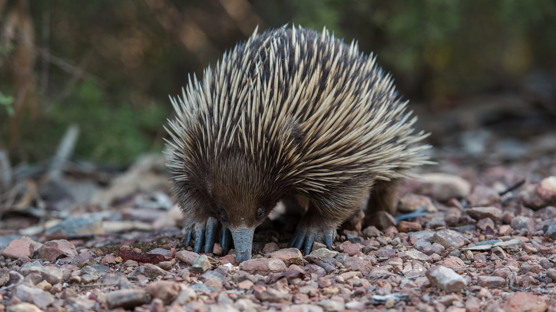 百夫長旅遊_澳洲_塔斯馬尼亞_針鼴Platypus House01