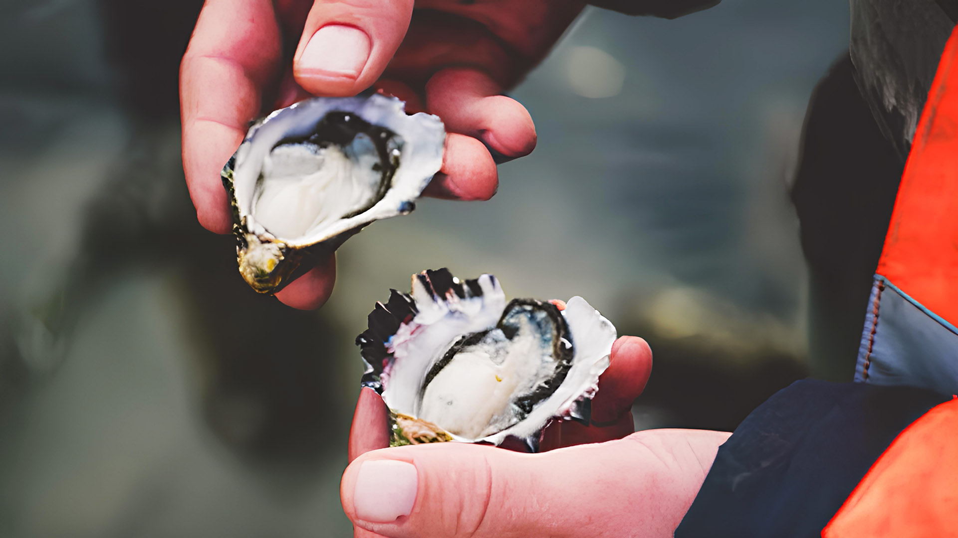 百夫長旅遊_澳洲_塔斯馬尼亞_鮮美生蠔01