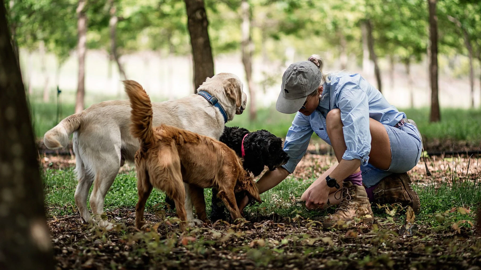 百夫長旅遊_澳洲_塔斯馬尼亞_黑松露農場The_Truffle_Farm01