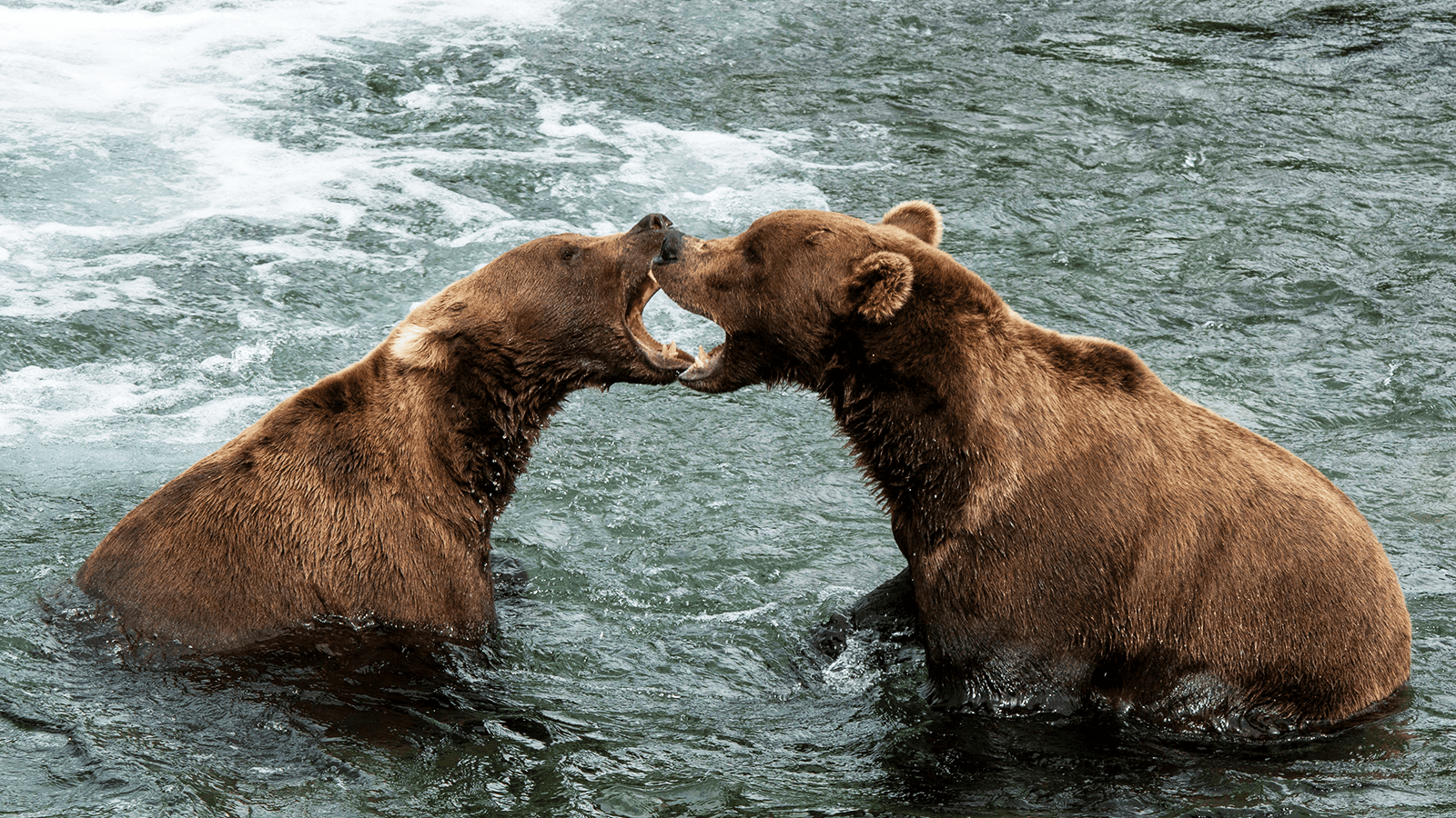 百夫長旅遊_美洲_美國阿拉斯加_卡特邁國家公園_棕熊打架