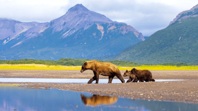 百夫長旅遊_美洲_美國阿拉斯加_卡特邁國家公園_棕熊親子shutterstock_2638678423