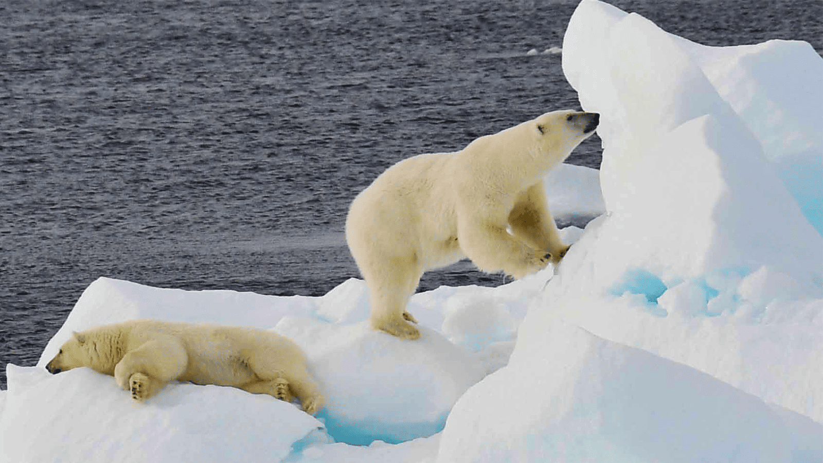百夫長旅遊_極地_北極_史瓦爾巴群島_ 北極熊 Polar bear 1