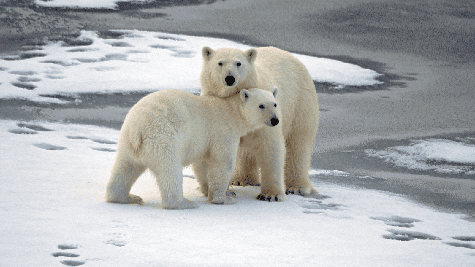 百夫長旅遊_極地_北極_史瓦爾巴群島_ 北極熊 Polar bear 2