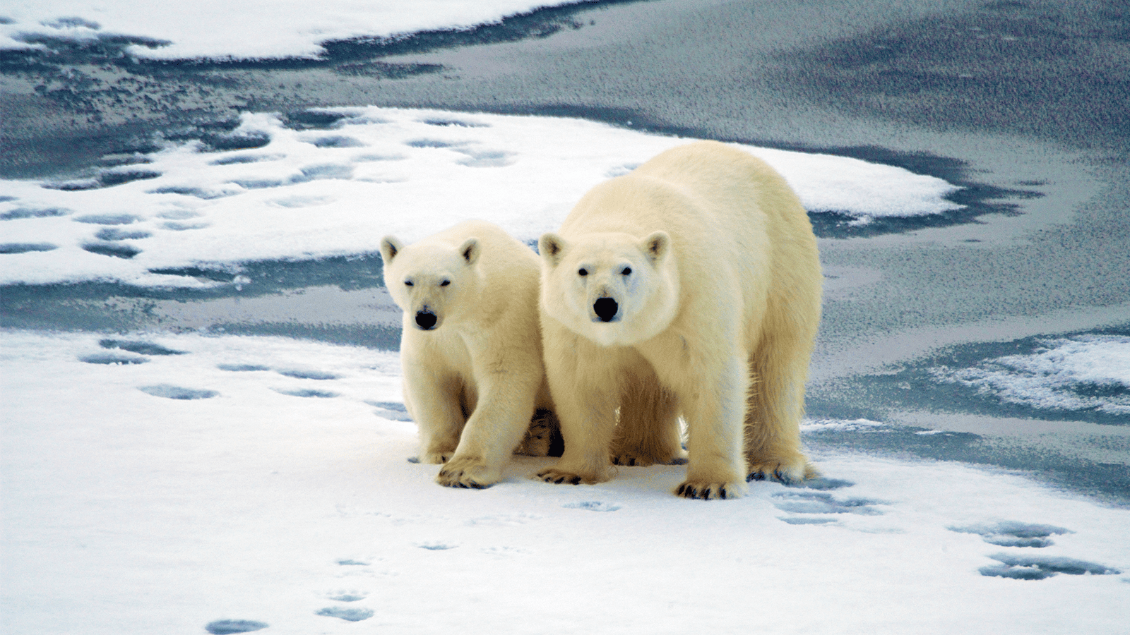 百夫長旅遊_極地_北極_史瓦爾巴群島_ 北極熊 Polar bear 3
