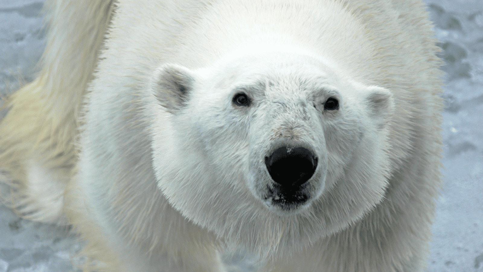 百夫長旅遊_極地_北極_史瓦爾巴群島_ 北極熊 Polar bear 4
