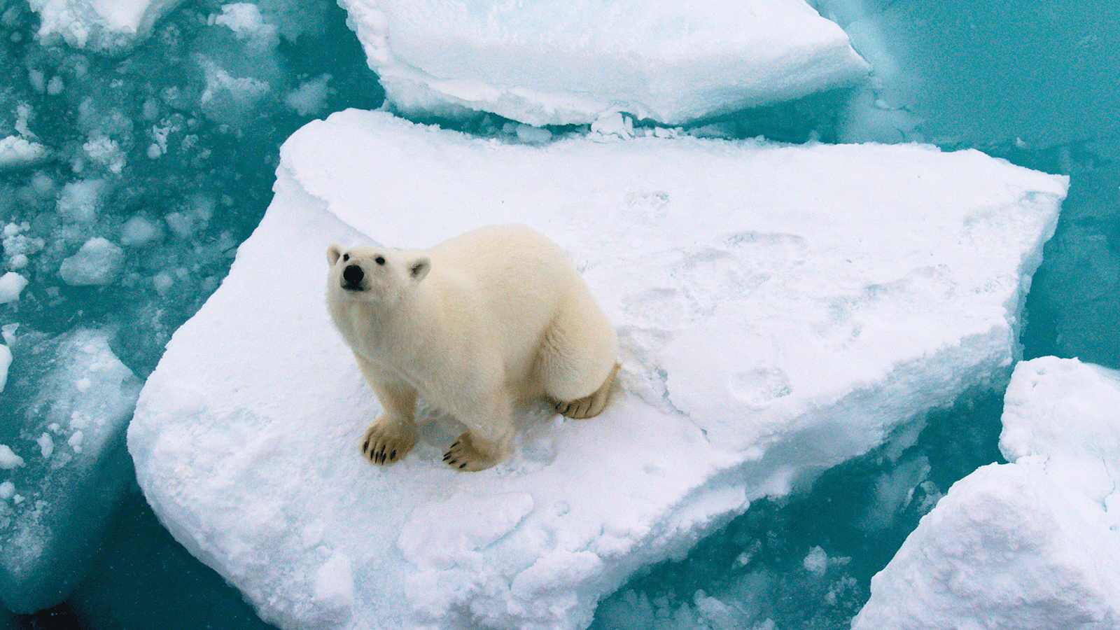 百夫長旅遊_極地_北極_史瓦爾巴群島_ 北極熊 Polar bear 6