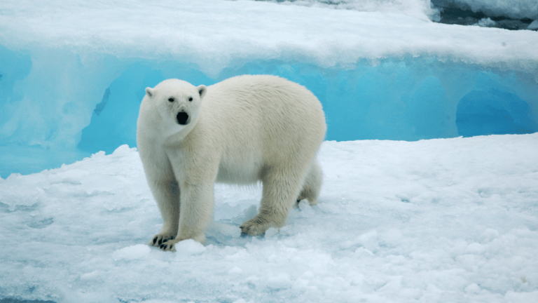 百夫長旅遊_極地_北極_史瓦爾巴群島_ 北極熊 Polar bear 7