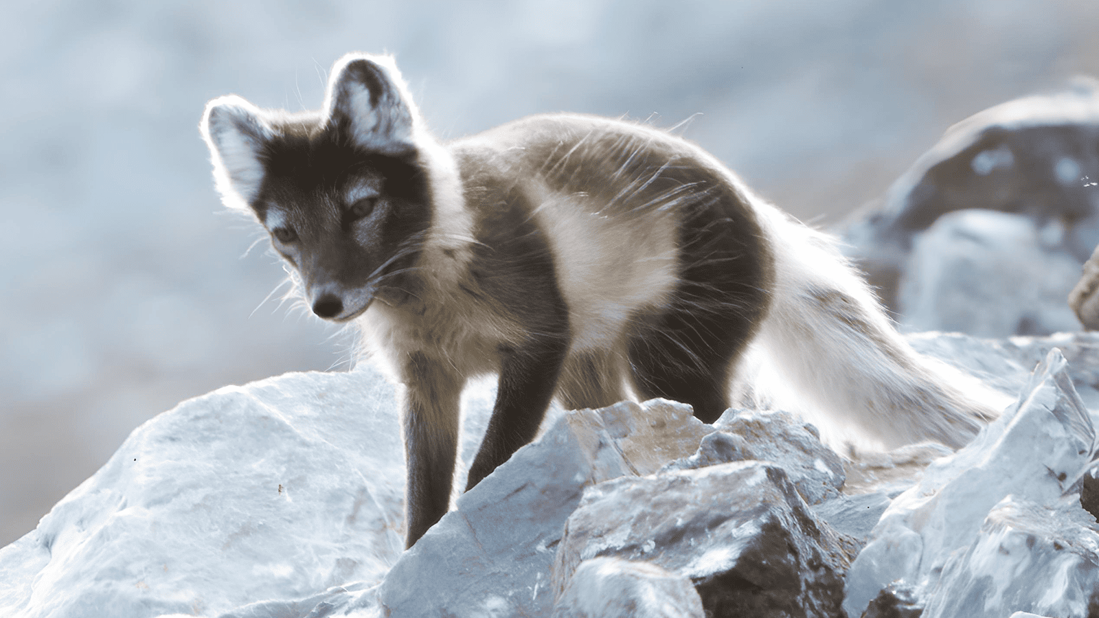 百夫長旅遊_極地_北極_史瓦爾巴群島_北極狐 Arctic fox 1